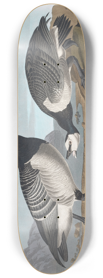 John James Audubon - Barnacle goose 8.25 inch art skate deck