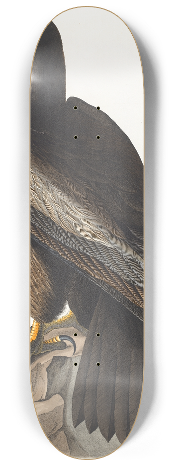 John James Audubon - Bird of Washington 8.25 inch art skate deck