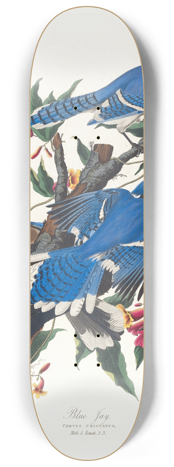 John James Audubon - Blue jay 8.25 inch art skate deck