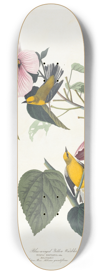 John James Audubon - Blue-winged yellow warbler 8.25 inch art skate deck