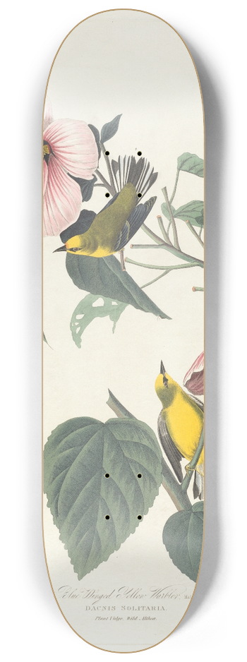 John James Audubon - Blue winged yellow warbler 8.25 inch art skate deck
