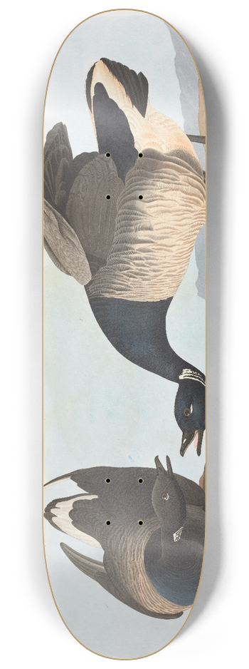 John James Audubon - Brant goose 8.25 inch art skate deck