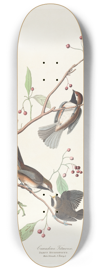 John James Audubon - Canadian titmouse 8.25 inch art skate deck