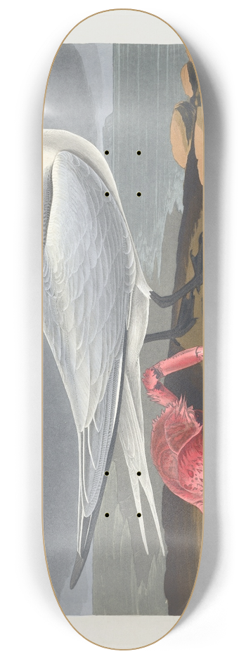 John James Audubon - Cayenne tern 8.25 inch art skate deck