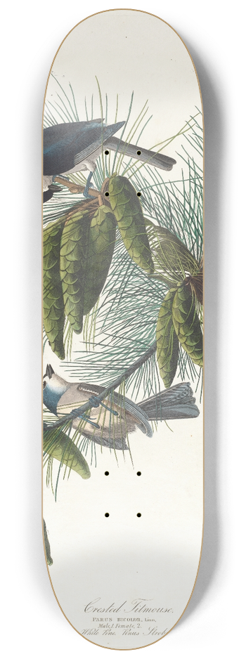 John James Audubon - Crested titmouse 8.25 inch art skate deck