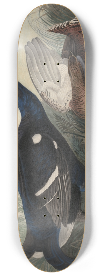 John James Audubon - English Black Cocks 8.25 inch art skate deck