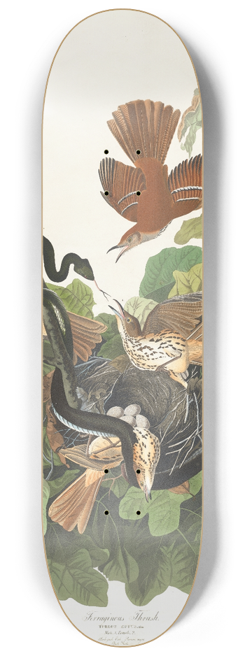 John James Audubon - Ferruginous thrush 8.25 inch art skate deck