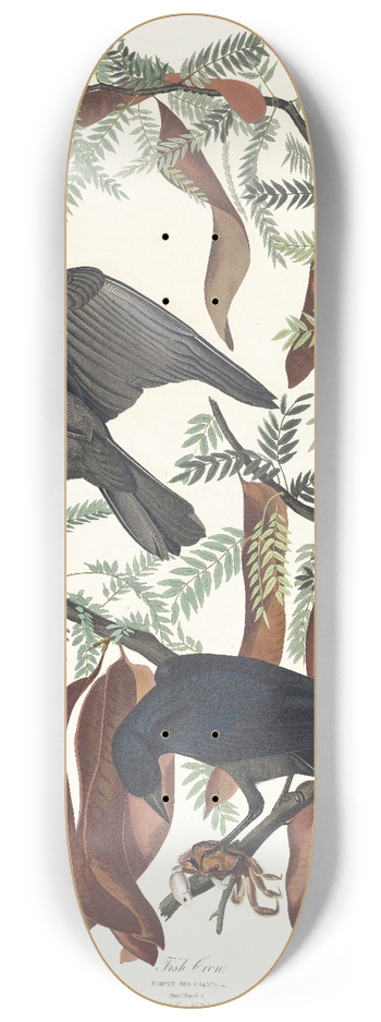 John James Audubon - Fish crow 8.25 inch art skate deck