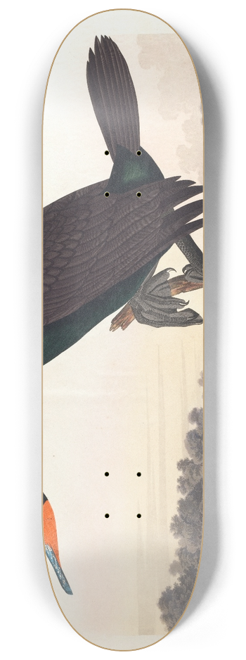 John James Audubon - Florida cormorant 8.25 inch art skate deck