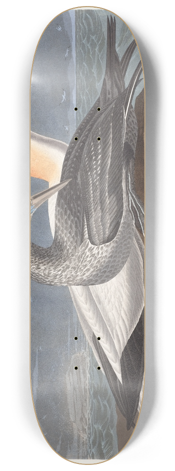 John James Audubon - Gannet 8.25 inch art skate deck