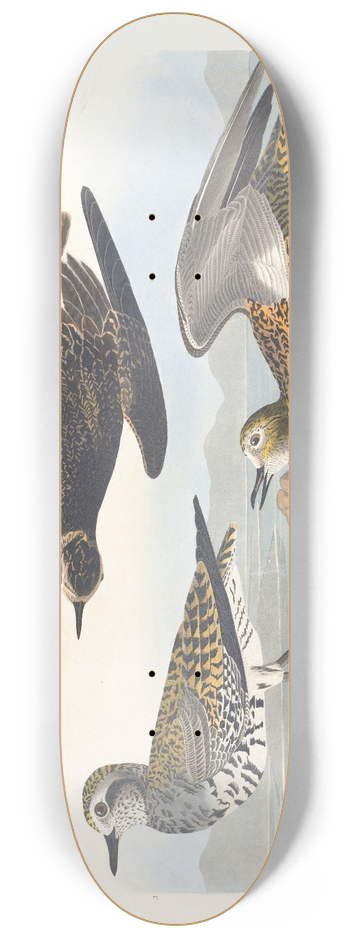 John James Audubon - Golden plover 8.25 inch art skate deck