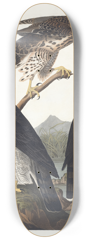 John James Audubon - Goshawk, Stanley hawk 8.25 inch art skate deck