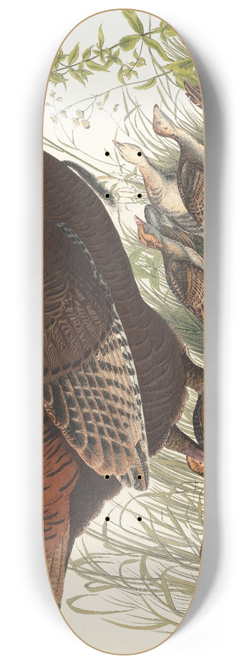 John James Audubon - Great American hen & young 8.25 inch art skate deck