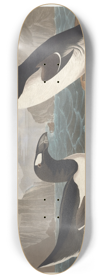 John James Audubon - Great auk 8.25 inch art skate deck