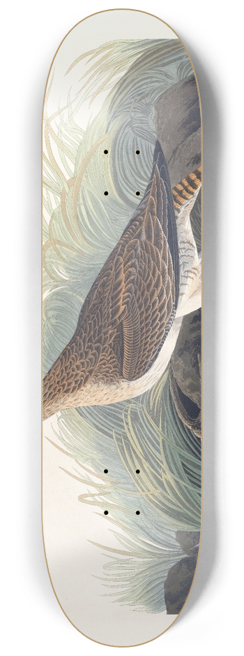 John James Audubon - Great equimaux curlew 8.25 inch art skate deck