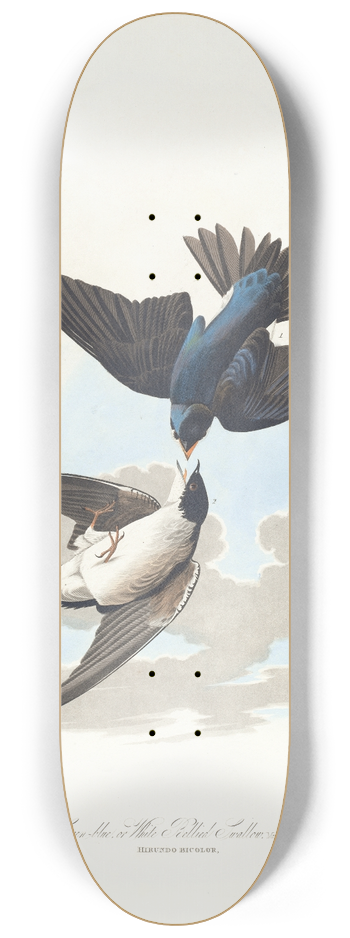 John James Audubon - Green-blue or white bellied swallow 8.25 inch art skate deck