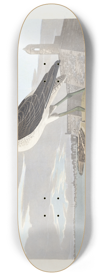 John James Audubon - Greenshank 8.25 inch art skate deck