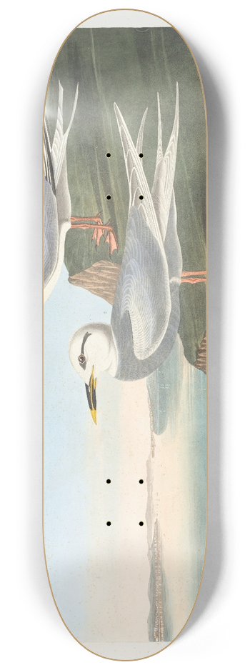 John James Audubon - Havells tern 8.25 inch art skate deck