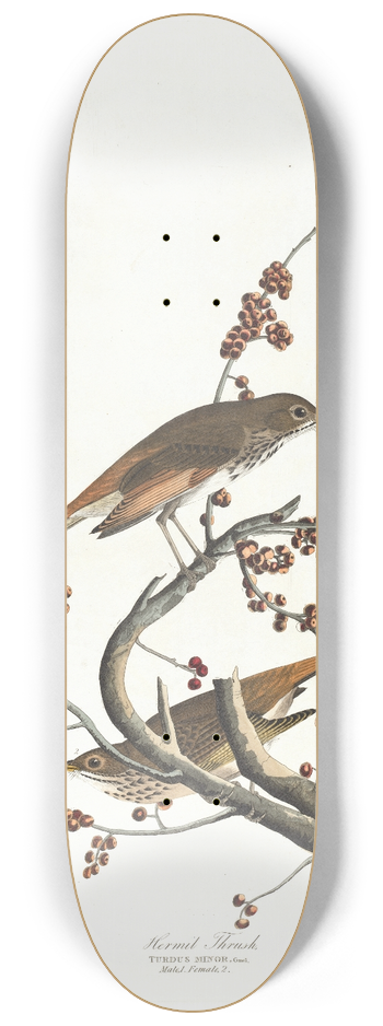 John James Audubon - Hermit thrush 8.25 inch art skate deck