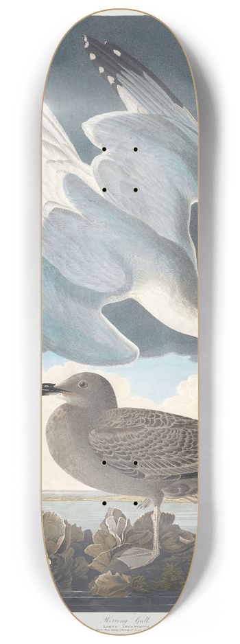 John James Audubon - Herring gull 8.25 inch art skate deck