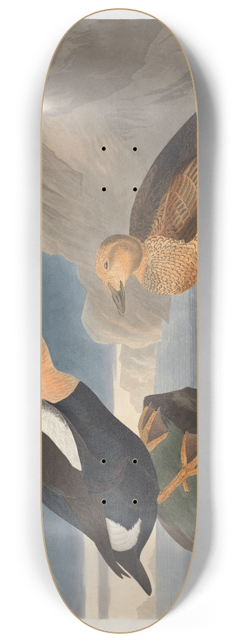 John James Audubon - King duck 8.25 inch art skate deck
