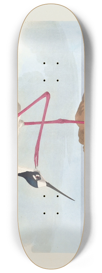John James Audubon - Long-legged avocet 8.25 inch art skate deck