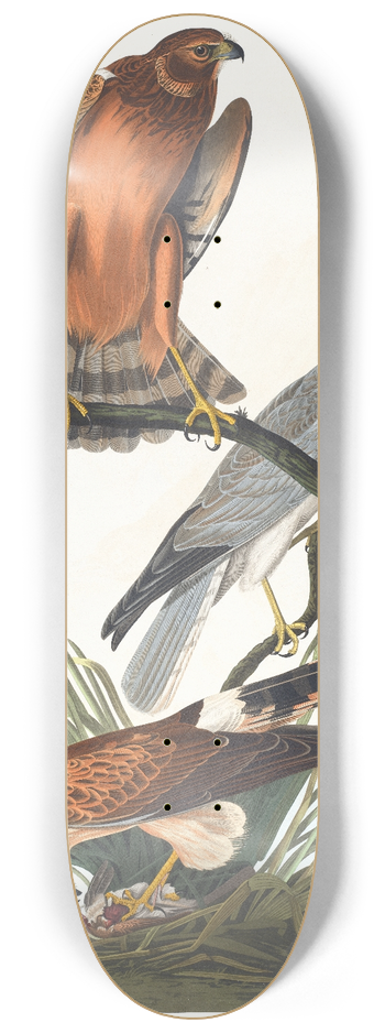 John James Audubon - Marsh hawk 8.25 inch art skate deck
