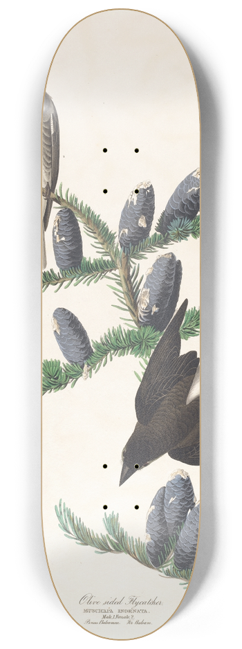 John James Audubon - Olive sided flycatcher 8.25 inch art skate deck