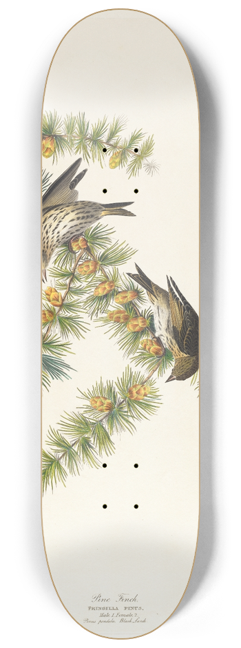 John James Audubon - Pine finch 8.25 inch art skate deck