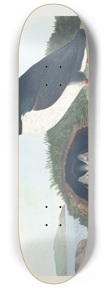 John James Audubon - Puffin 8.25 inch art skate deck