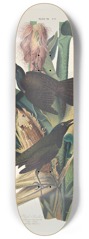 John James Audubon - Purple grackle 8.25 inch art skate deck