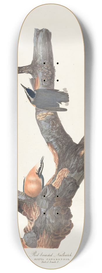 John James Audubon - Red-breasted nuthatch 8.25 inch art skate deck