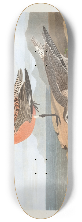 John James Audubon - Red-breasted sandpiper 8.25 inch art skate deck