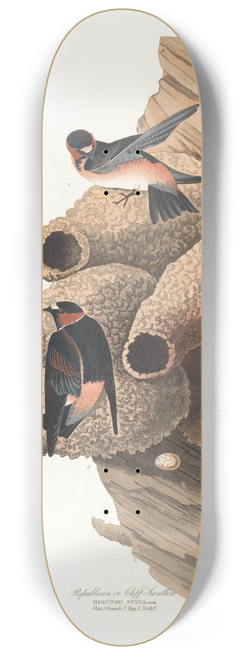John James Audubon - Republican or cliff swallow 8.25 inch art skate deck