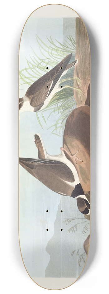 John James Audubon - Ring plover 8.25 inch art skate deck