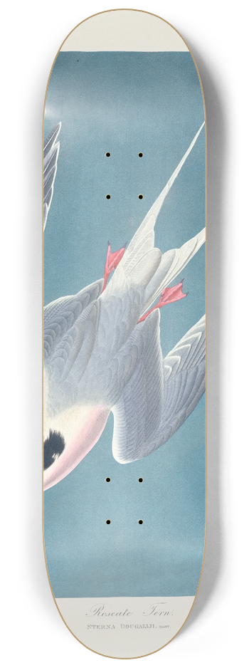John James Audubon - Roseate tern 8.25 inch art skate deck
