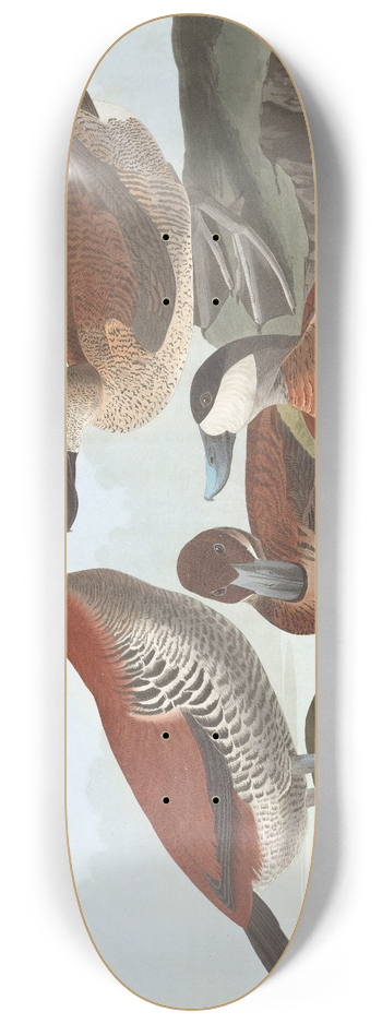 John James Audubon - Ruddy duck 8.25 inch art skate deck
