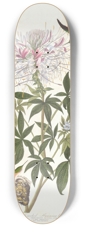 John James Audubon - Ruff-necked humming-bird 8.25 inch art skate deck