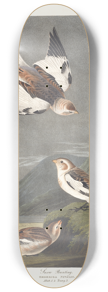 John James Audubon - Snow bunting 8.25 inch art skate deck