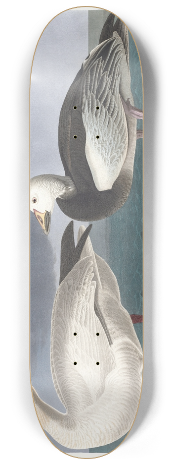 John James Audubon - Snow geese 8.25 inch art skate deck