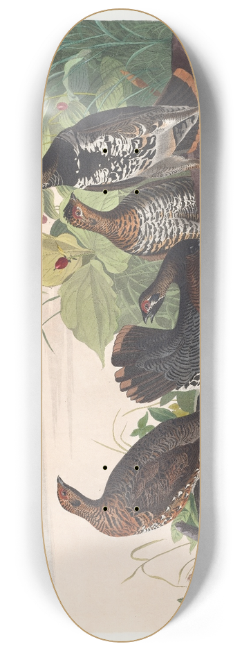 John James Audubon - Spotted grous 8.25 inch art skate deck