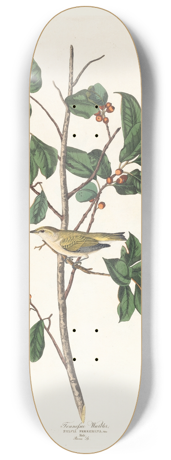 John James Audubon - Tennessee warbler 8.25 inch art skate deck