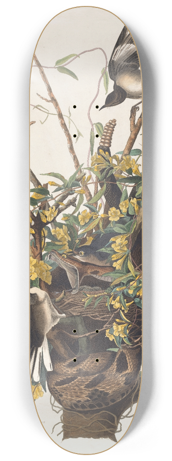 John James Audubon - The mocking bird 8.25 inch art skate deck
