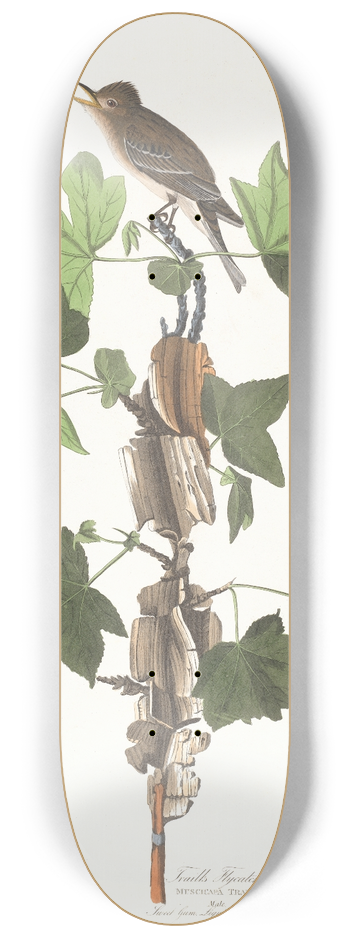 John James Audubon - Traills flycatcher 8.25 inch art skate deck