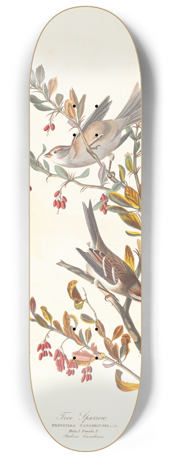 John James Audubon - Tree sparrow 8.25 inch art skate deck