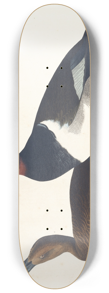 John James Audubon - Tufted duck 8.25 inch art skate deck