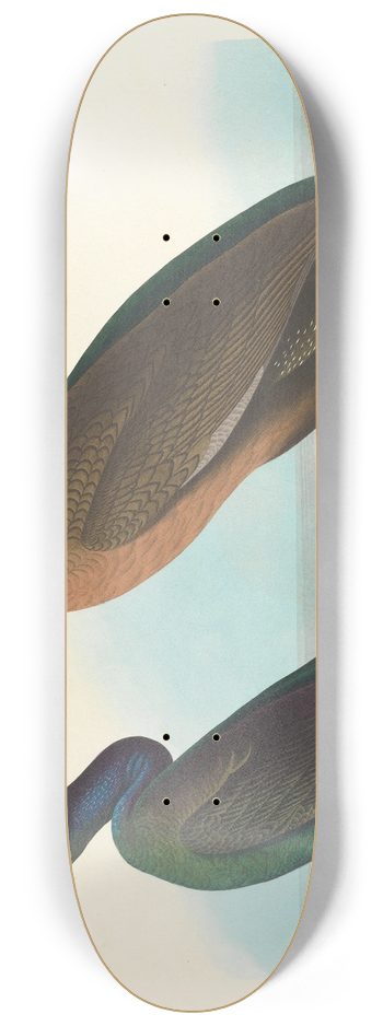 John James Audubon - Violet-green cormorant 8.25 inch art skate deck