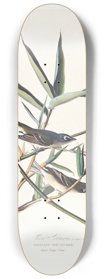 John James Audubon - Vireo solitarius 8.25 inch art skate deck