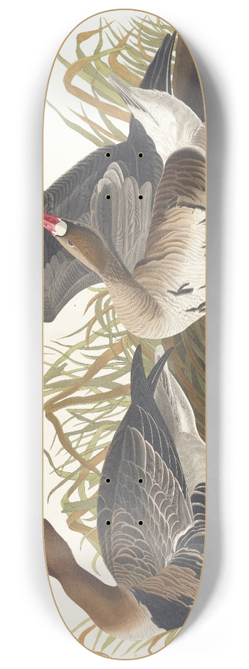 John James Audubon - White-fronted goose 8.25 inch art skate deck
