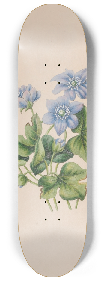 John Stevens Henslow - Hepatica 8.25 inch art skate deck